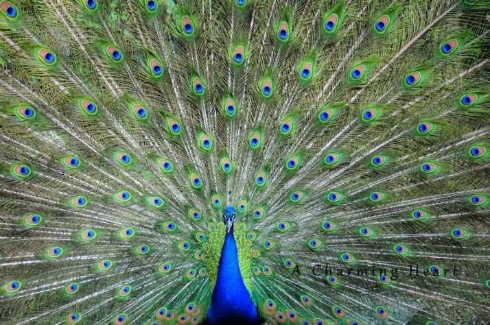 peacock blog